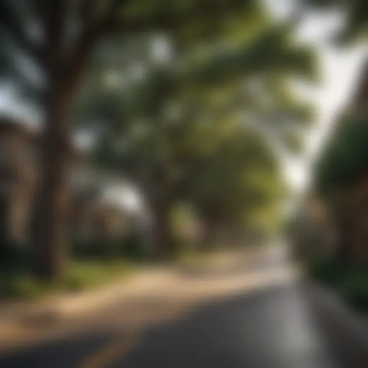 Charming street lined with trees in Austin