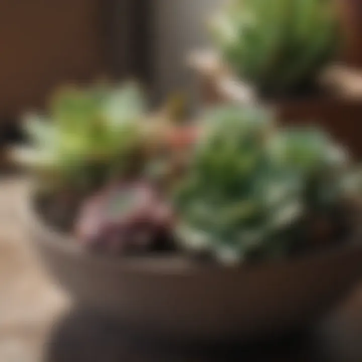 Brightly lit indoor space showcasing various succulent species