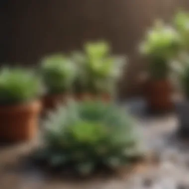 Diagram illustrating ideal watering techniques for succulents