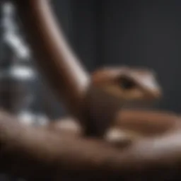 Close-up of a plumbing snake coiled and ready for use