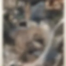 A cheerful dog playing in Golden Gate Park