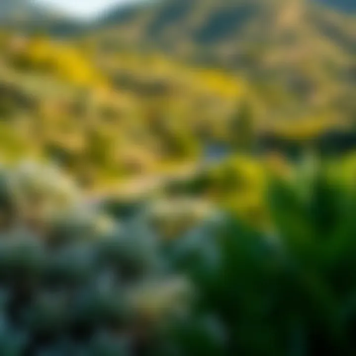 Lush Landscapes of Laguna Hills Lush green surroundings and natural landscapes of Laguna Hills