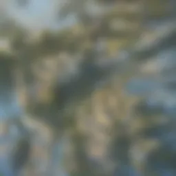 A scenic view of a suburban neighborhood in Austin, showcasing well-maintained homes and lush greenery.