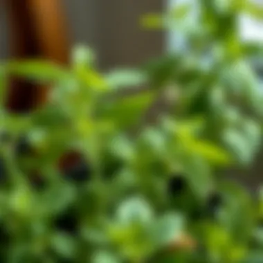 Signs of Thriving Herbs Close-up of healthy herb leaves