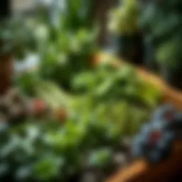 Indoor herb garden with various plants