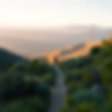 Lush hiking trail in the Santa Monica Mountains