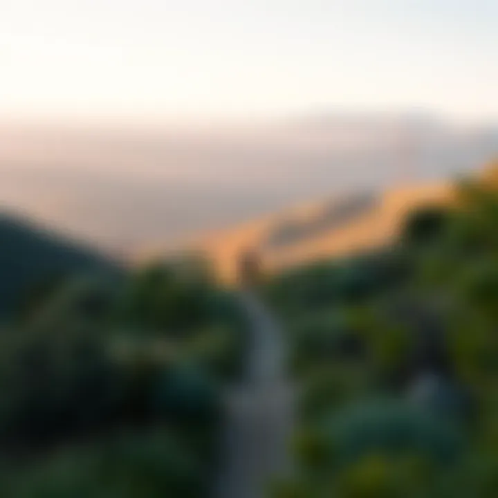 Lush hiking trail in the Santa Monica Mountains